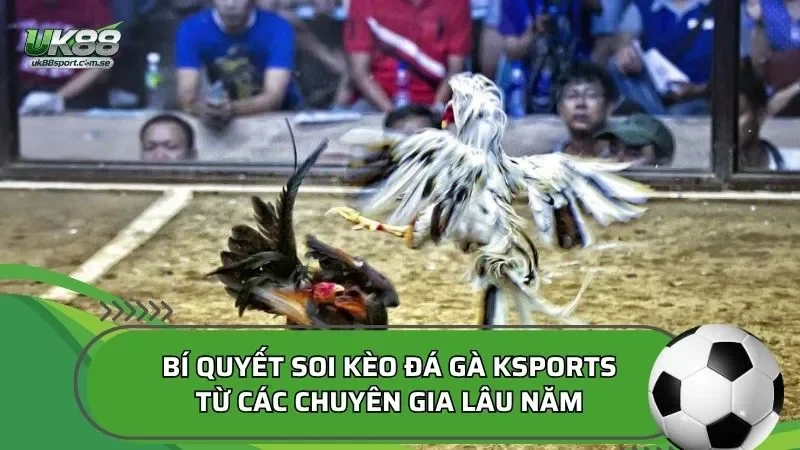 Bí quyết soi kèo đá gà KSPORTS từ các chuyên gia lâu năm