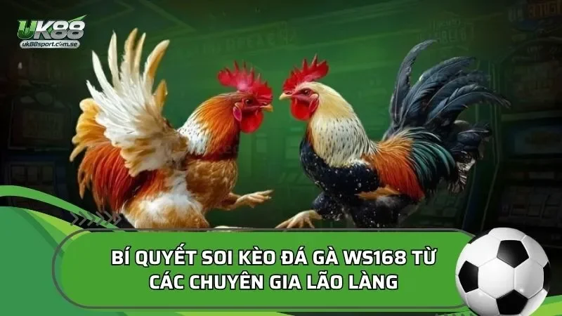 Bí quyết soi kèo đá gà WS168 từ các chuyên gia lão làng