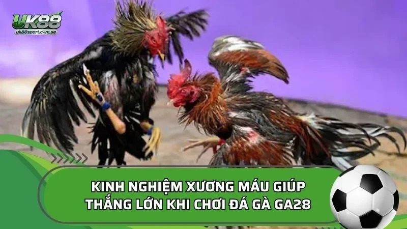 Kinh nghiệm xương máu giúp thắng lớn khi chơi đá gà GA28